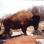 Bison Taxidermy