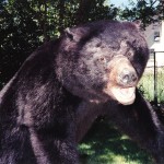 Black Bear Taxidermy Mount