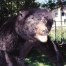 Black Bear mammals