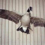 Canadian Goose Taxidermy