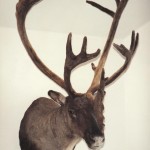 Caribou Taxidermy