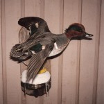 Green Wing Teal Taxidermy