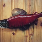 Kokanee Taxidermy