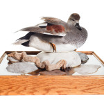 Duck Taxidermy