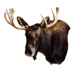 Moose Head Mount