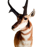 Antelope Head Mount