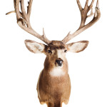 Deer Head Mount Taxidermy