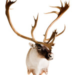 Caribou Taxidermy